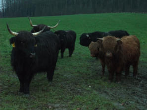 Schotse Hooglanders lopen in veel Natuurgebieden rond, maak eens een GPS wandeling in Zuid-Limburg - gpswandelpaden.nl